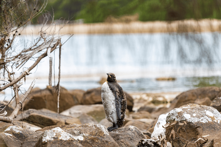 Unterschrift Bruny Island Tour - Hobart &amp; SE Tasmanien