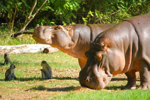 Mombasa: Full day excursion Full day excursion in Mombasa from Diani