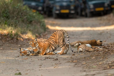 2-dniowa wycieczka do Parku Narodowego Jim Corbett z Delhi