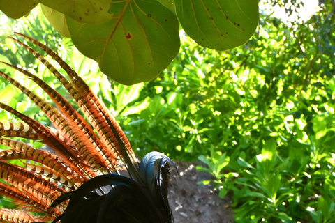 Guided Jungle Tour by Speed Boat Snorkeling & Mayan Ceremony