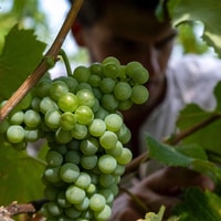 Parma, Winery Tour and tasting - Housity