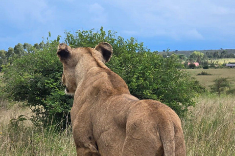 PARQUE DE NAIRÓBI, ORFANATO DE ELEFANTES, EXCURSÃO DE UM DIA AO CENTRO DE GIRAFAS.