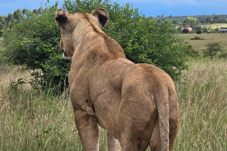 PARQUE DE NAIRÓBI, ORFANATO DE ELEFANTES, EXCURSÃO DE UM DIA AO CENTRO DE GIRAFAS.