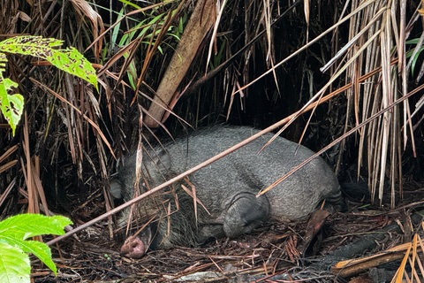 Kuching: Bako Wildlife Day Tour