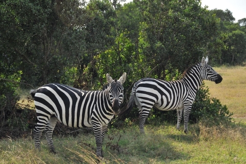 Z Nairobi: Całodniowa wycieczka do rezerwatu Ol Pejeta