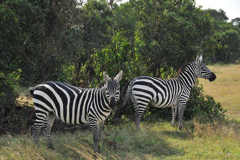 Von Nairobi aus: Ol Pejeta Conservancy Ganztagestour