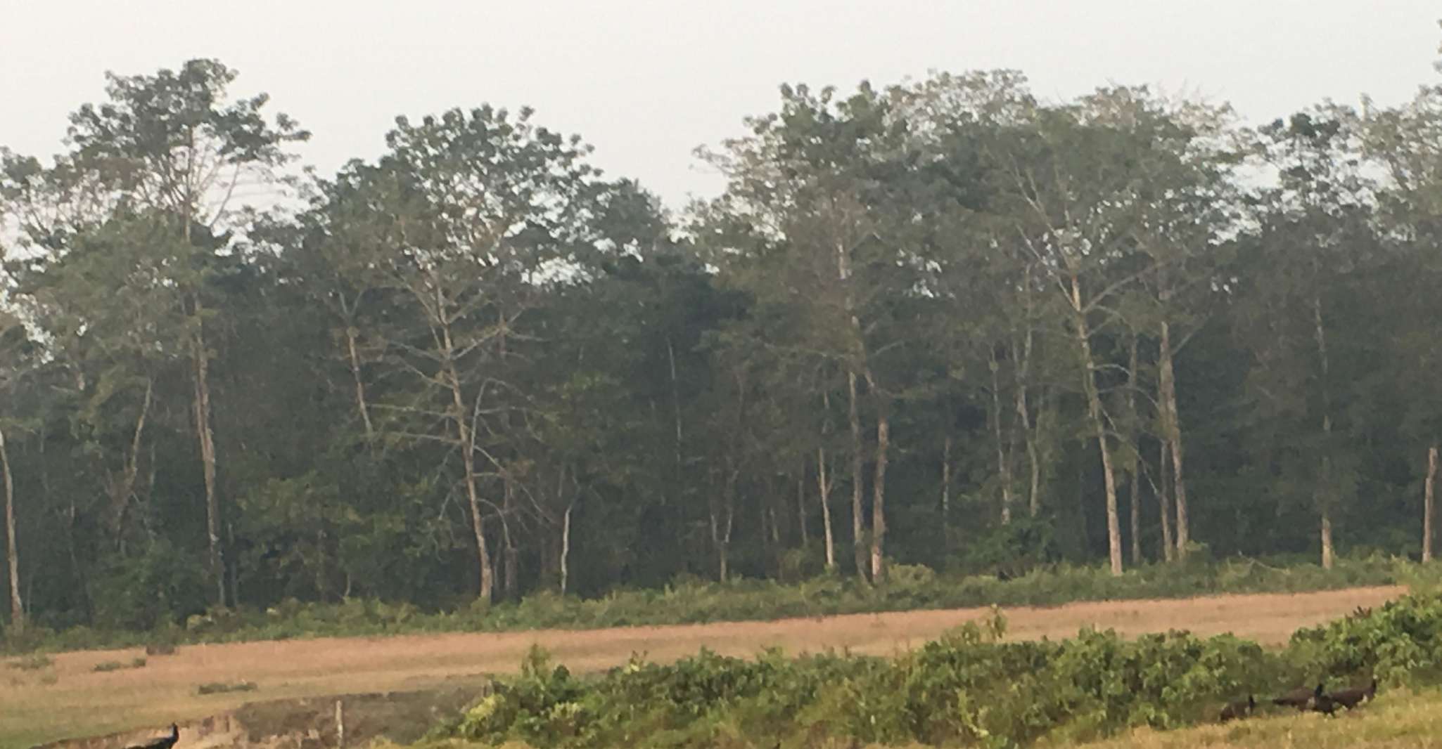 Da Kathmandu o Pokhara, 1 N.2 Giro della fauna selvatica di Chitwan Day - Hizvo