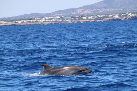 Cala d'Or: Dolphin sightseeing tour with dolphin watching Cala d'Or: Sightseeing tour with dolphin watching