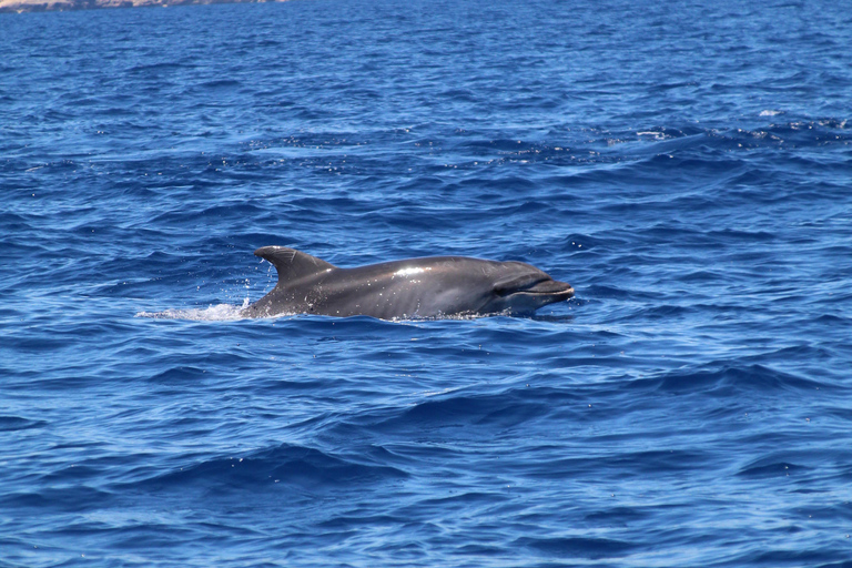 Cala d'Or: Dolphin sightseeing tour with dolphin watching Cala d'Or: Sightseeing tour with dolphin watching