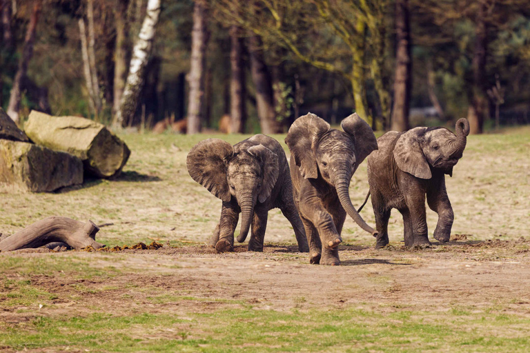 هيلفارينبيك: تذكرة دخول Safaripark Beekse Bergen