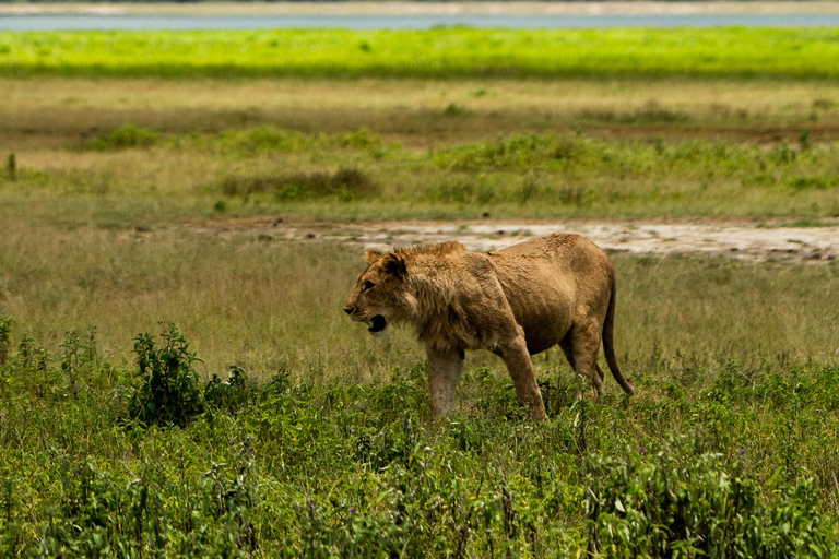 Sansibar: 4-tägige Safari-Reise zum atemberaubenden NatronseeAtemberaubende Lake Natron Safari Reise - Komfortable Unterkunft