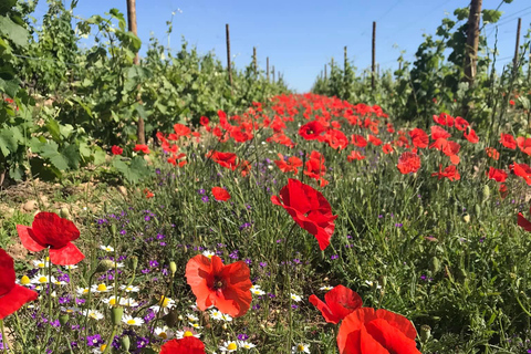 Crozes-Hermitage Guided Tour & Tasting Guided tour & tasting of Crozes-Hermitage in French