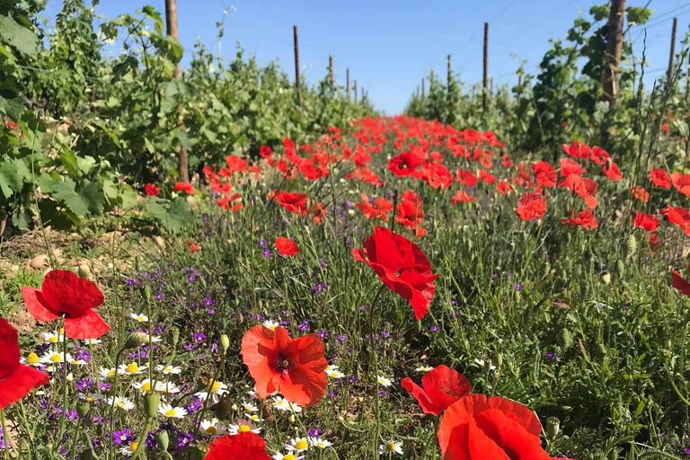 Crozes-Hermitage Guided Tour & Tasting Guided tour & tasting of Crozes-Hermitage in French