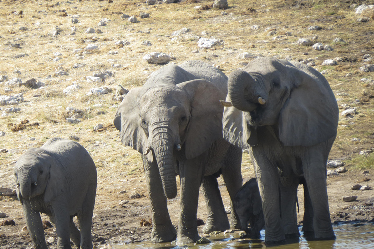 Hwange National Park & Victoria Falls 4-Day Safari Tour