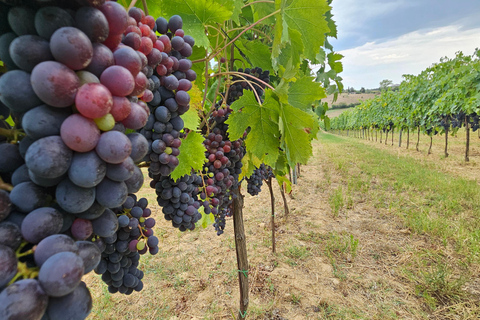 From Rome: Tuscany, Montepulciano Tour with Wine & Lunch English Tour Option