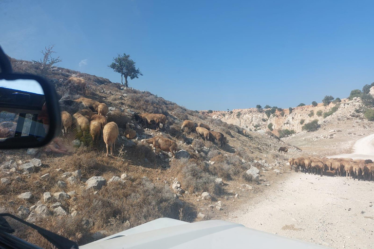 From Paphos/Polis: Akamas National Park by Jeep and Boat