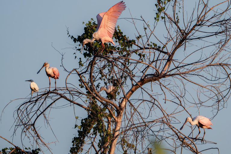 São Paulo: 3-Day Eco Safari Experience in the Pantanal