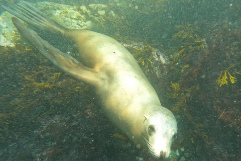 La Jolla Cove Sea Lions & Cave Snorkel Tour