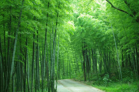 Shanghai: 2-Day Moganshan Mountain & Bamboo Forest Retreat