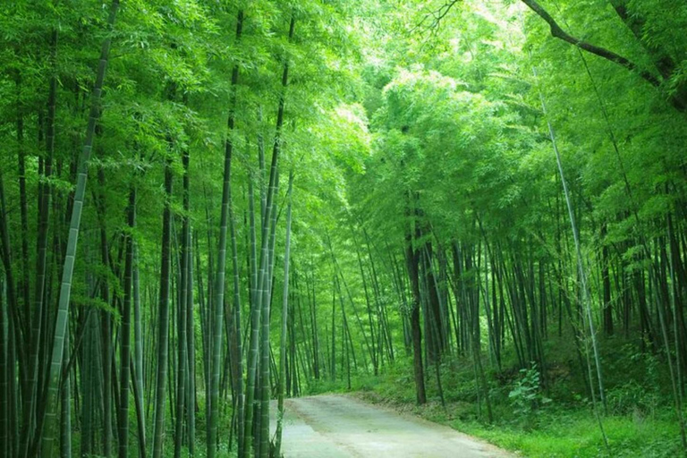 Shanghai: 2-Day Moganshan Mountain & Bamboo Forest Retreat