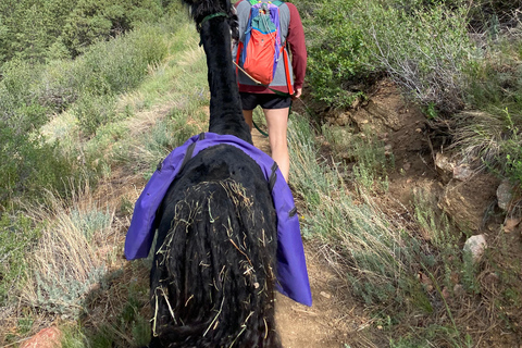 Denver: Llama Hike in the Rocky Mountains