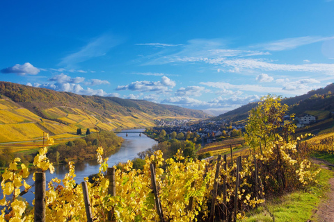 Reil, Mosela: Cata guiada de vinos ecológicos y visita a la bodegaReil, Mosela: Visita guiada a la bodega y cata de vinos ecológicos.