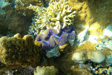 Sansibar: Blaue Lagune, Seesterne, Paje Strand und Maalum HöhleSansibar: Blaue Lagune, Seesterne, Jambiani und Maalum-Höhle