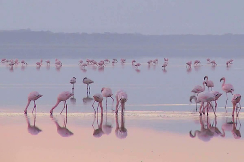 From Nairobi: Lake Turkana and Marsabit National park