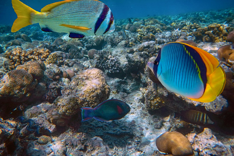 Hurghada: Orange Island Sea Trip with Snorkeling and Lunch Orange Island Sea Trip with Snorkeling Gear & Buffet Lunch