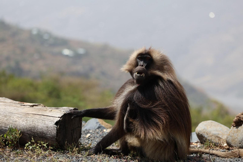 From Addis: Blue Nile Gorge, Baboons & Waterfalls