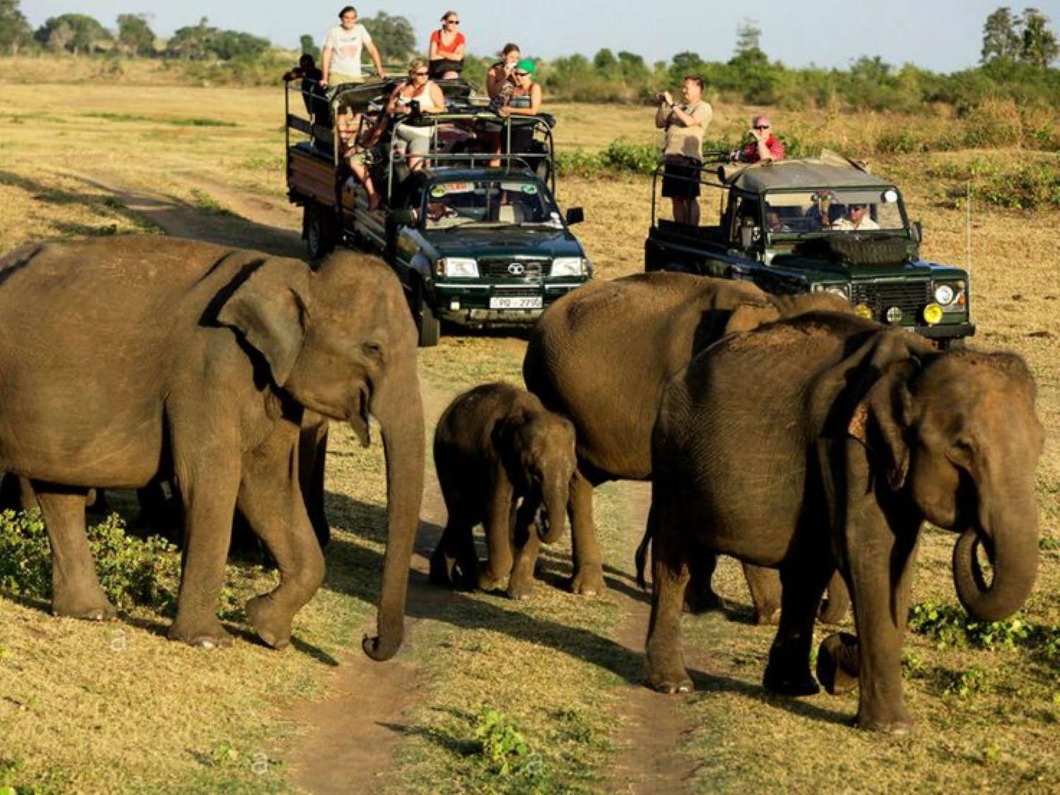 Safari im Udawalawe-Nationalpark & Besuch einer Handweberei
