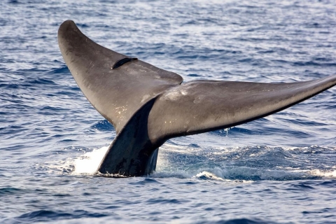 Tour en bateau d'observation des baleines à TrincomaleeOption standard