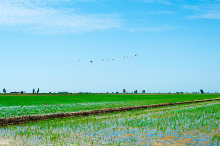 Barcelona: Tuna Baths in the Ebro Delta Route and Olive Tree Tour