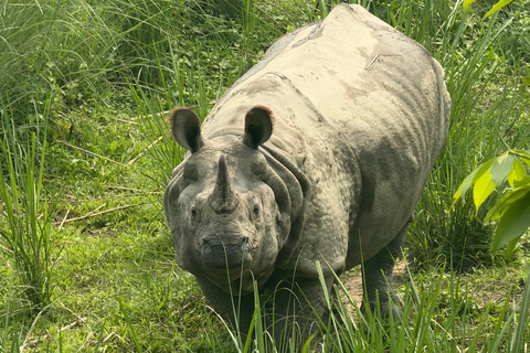 Chitwan: 2 Nights 3 Days Hotel and Ethical Jungle Safari