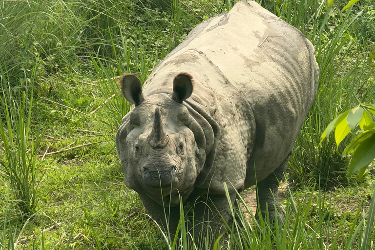 Chitwan: 2 Nights 3 Days Hotel and Ethical Jungle Safari