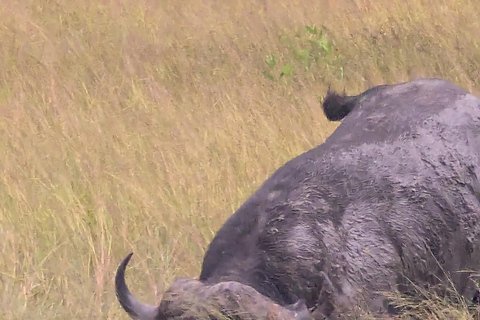 From Livingstone: Chobe National Park safari & Cruise