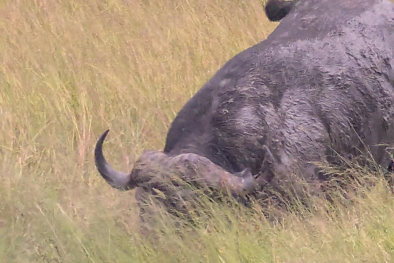 From Livingstone: Chobe National Park safari & Cruise