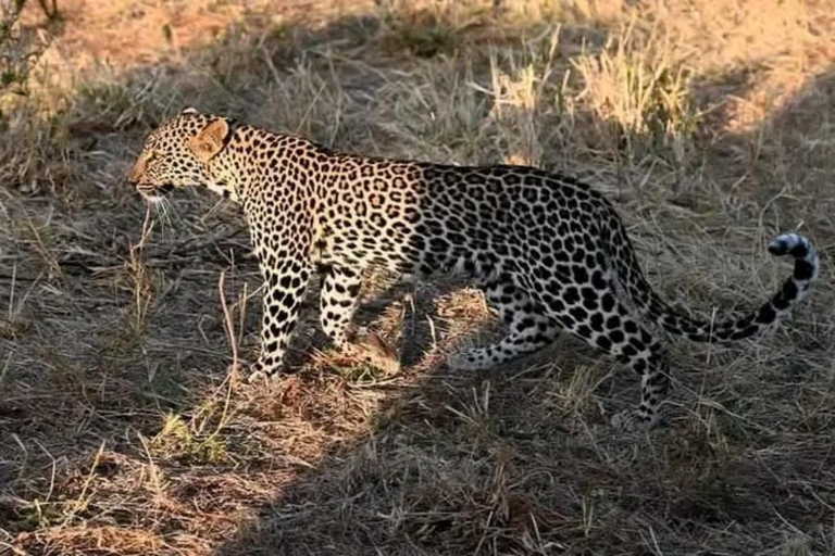 Mombasa: Tsavo East National Park Day Trip with Lunch