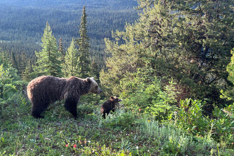 From Banff: Wildlife Viewing, Top Sights & Gondola Ticket