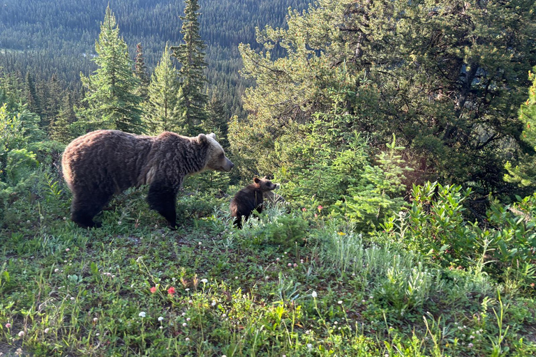 From Banff: Wildlife Viewing, Top Sights & Gondola Ticket