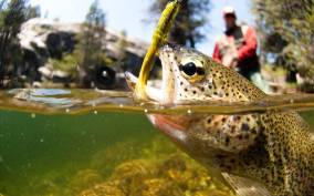 Colorado River Guided Fly Fishing Trip