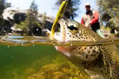 Geführter Trip zum Fliegenfischen am oberen Colorado River