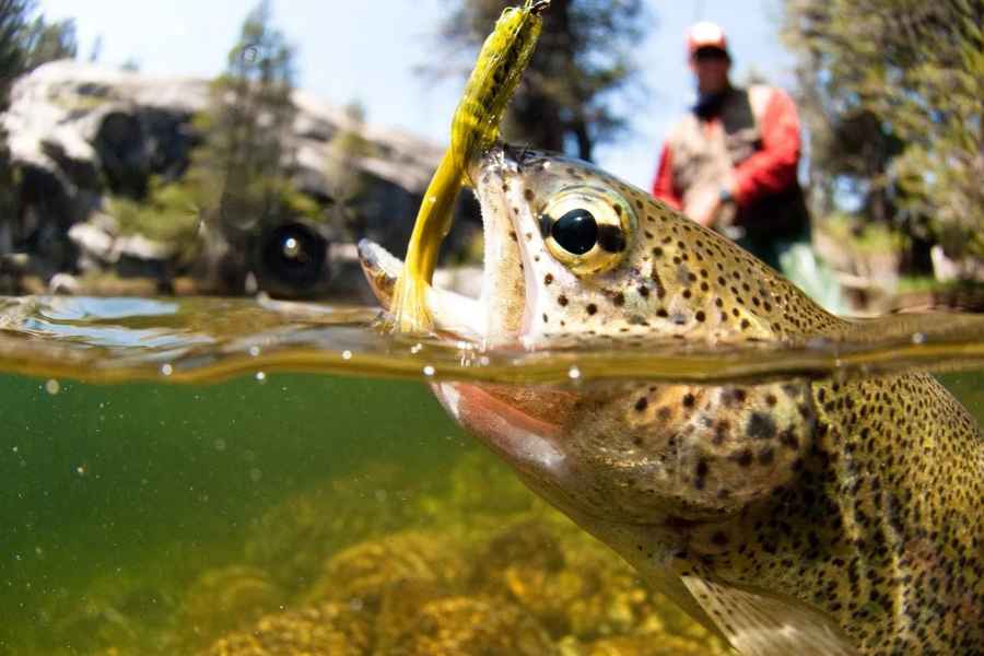 Colorado River Geführte Fliegenfischerreise. Foto: GetYourGuide