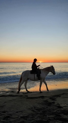 Auckland: Beach & Waterfall Horseback with Gourmet Lunch