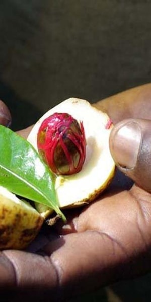 Zanzibar: Spice farm tour with Zanzibar fruits tasting | GetYourGuide