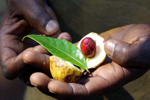 Zanzibar: Spice farm tour with Zanzibar fruits tasting Zanzibar: Spice Farm Walking Tour