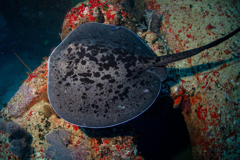 Colombo: Shipwreck Diving Experience within the city