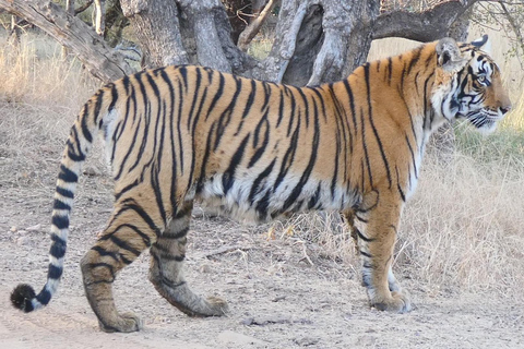 Jaipur: Ranthambhore Tiger Safari Day Trip