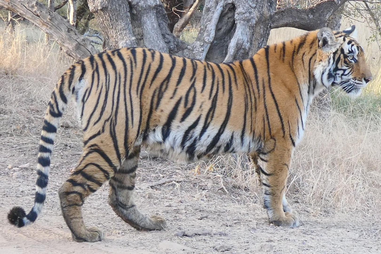 Jaipur: Ranthambhore Tiger Safari Day Trip