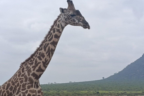 5days Tour Tsavo East & west,Amboseli from Mombasa / Nairobi